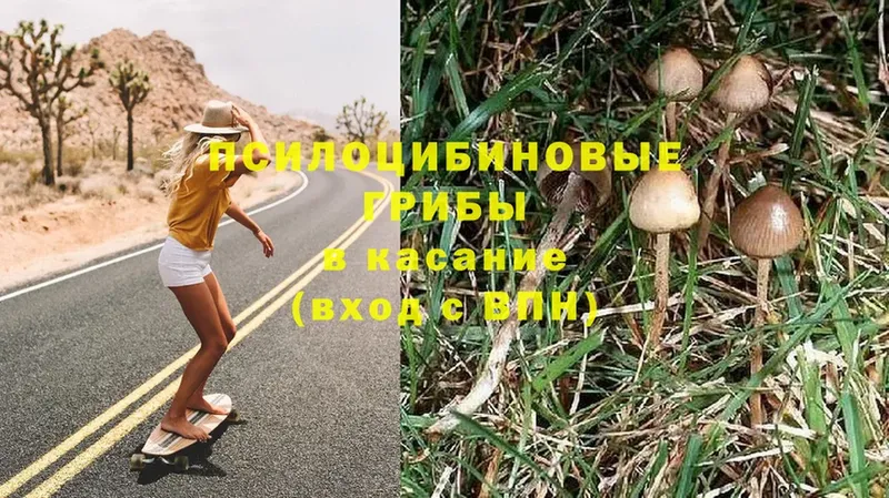 Псилоцибиновые грибы Psilocybe  Гдов 